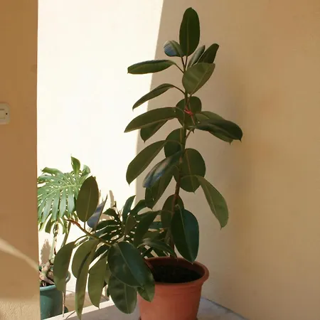 By The Sea Orebic, Peljesac - 275 *