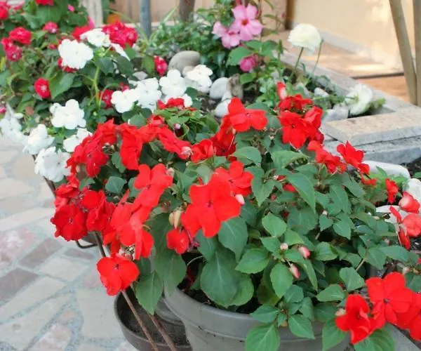 By The Sea Orebic, Peljesac - 275 Διαμέρισμα