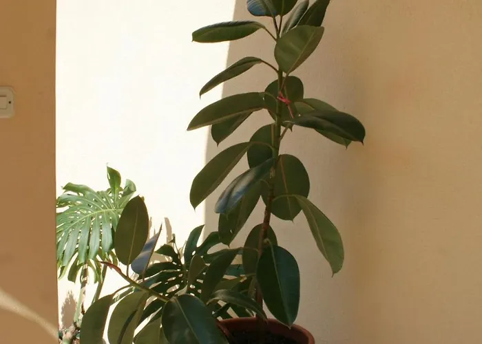 By The Sea Orebic, Peljesac - 275 *